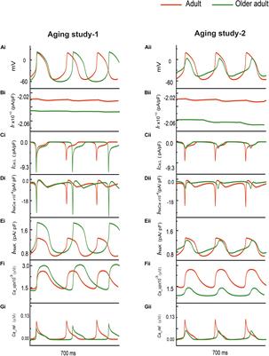 Cardiac Pacemaker Dysfunction Arising From Different Studies of Ion Channel Remodeling in the Aging Rat Heart